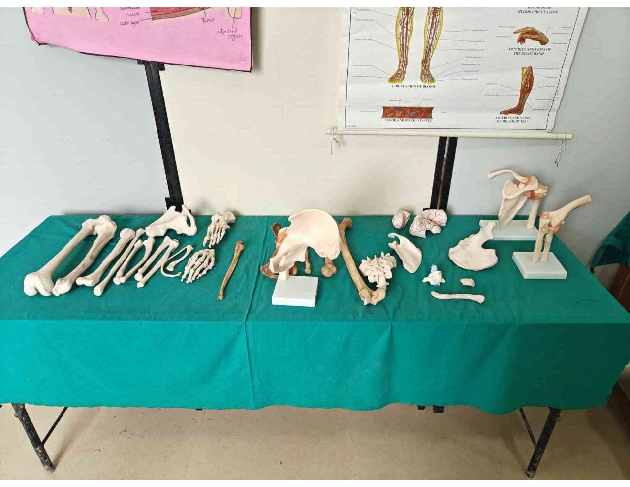 Skeleton Model 3